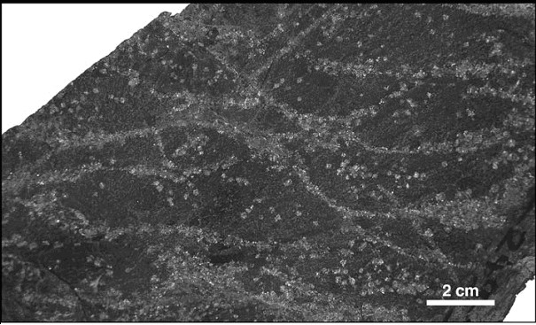 Eclogite-facies Pseudotachylyte Formation - GEOMAR